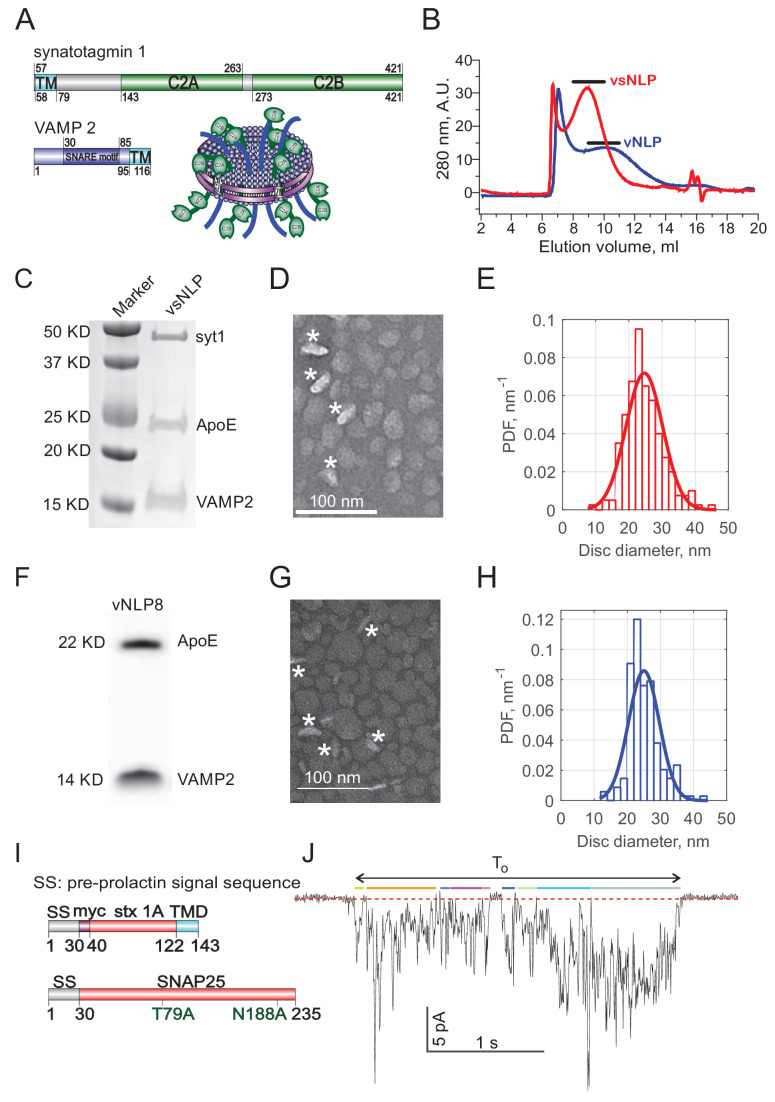 Appendix 1—figure 1.