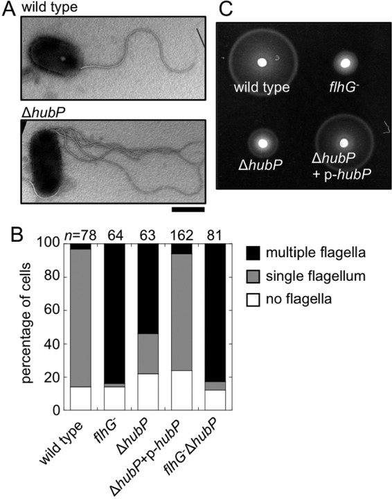 FIG 2