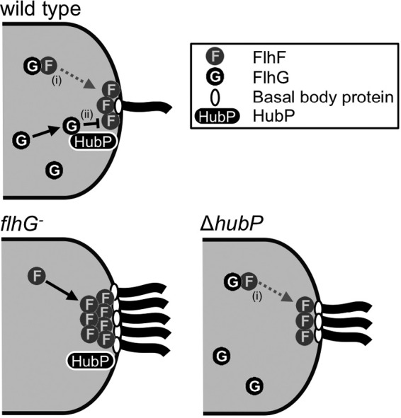 FIG 5