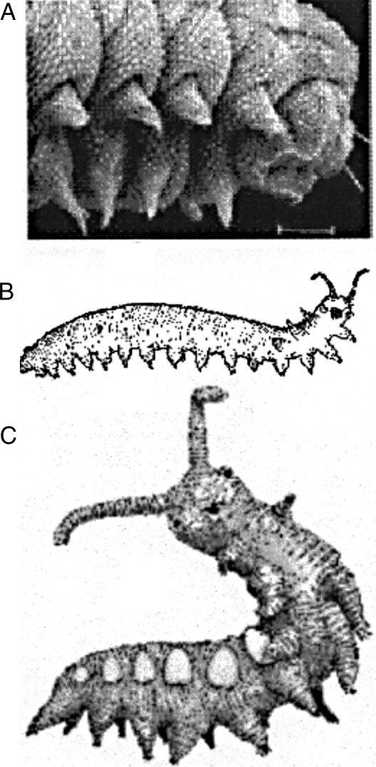 Fig. 3.