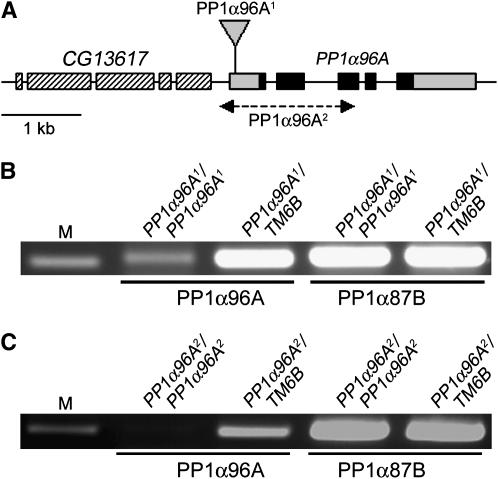 Figure 2.—