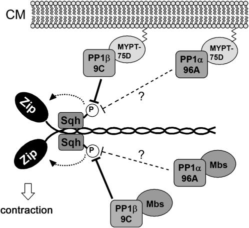 Figure 4.—