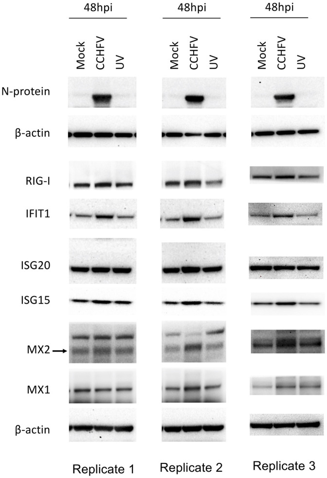 Figure 5—figure supplement 1.