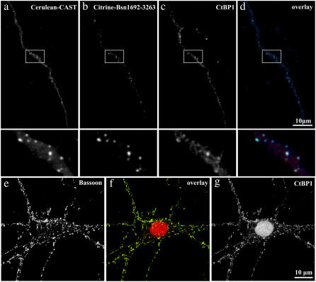 FIGURE 3