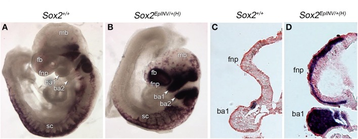 Figure 6