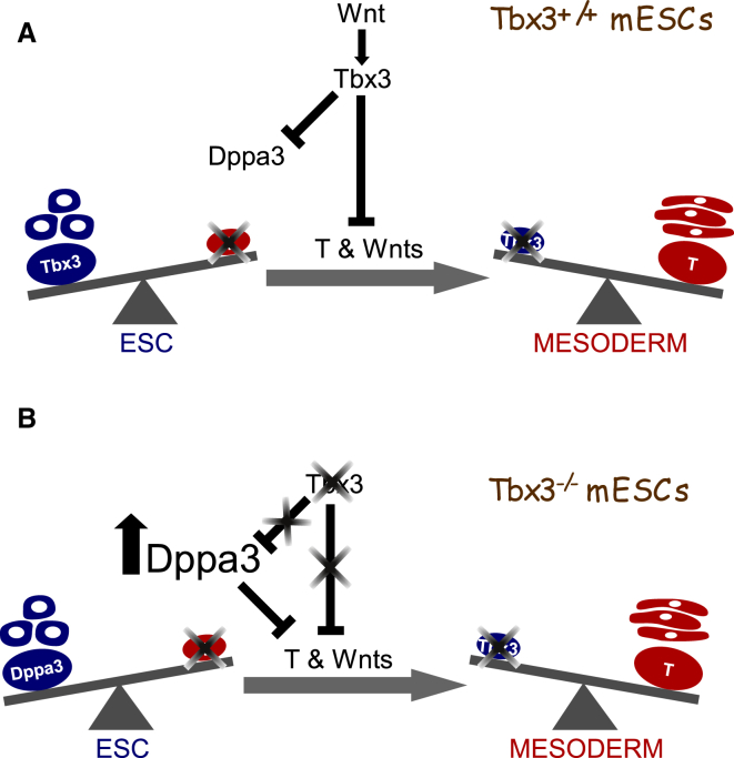 Figure 6