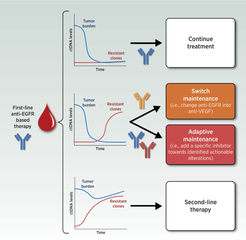 Figure 2. Clinical scenarios for an adaptive/switch maintenance ctDNA-guided approach following first-line induction treatment in metastatic colorectal cancer. ctDNA, circulating tumor DNA; EGFR, epidermal growth factor receptor. (Adapted from an image created with BioRender.com.)