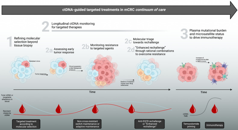 Figure 1. Applications of ctDNA monitoring for driving targeted treatments in metastatic colorectal cancer. Different scenarios where ctDNA can effectively parallel therapeutic decision making during mCRC continuum of care. Potential impact in each scenario (1–3) is reported in gray boxes at the bottom and discussed in corresponding chapters of this review. ctDNA, circulating tumor DNA; EGFR, epidermal growth factor receptor; mCRC, metastatic colorectal cancer; MSS, microsatellite stable; TMB, tumor mutational burden. (Adapted from an image created with BioRender.com.)