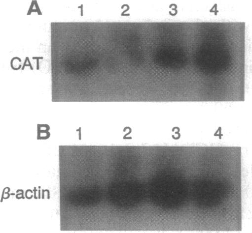 graphic file with name pnas01145-0255-a.jpg