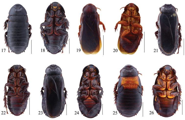 Figures 17–26.