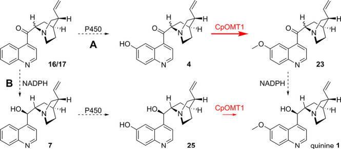 Scheme 3