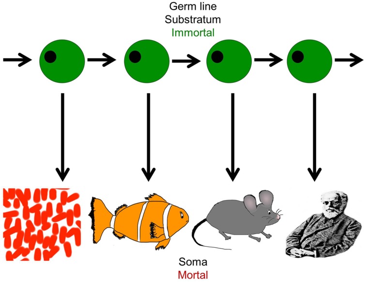 FIGURE 2