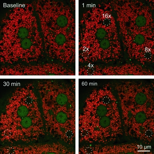 FIG. 4.