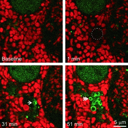 FIG. 2.