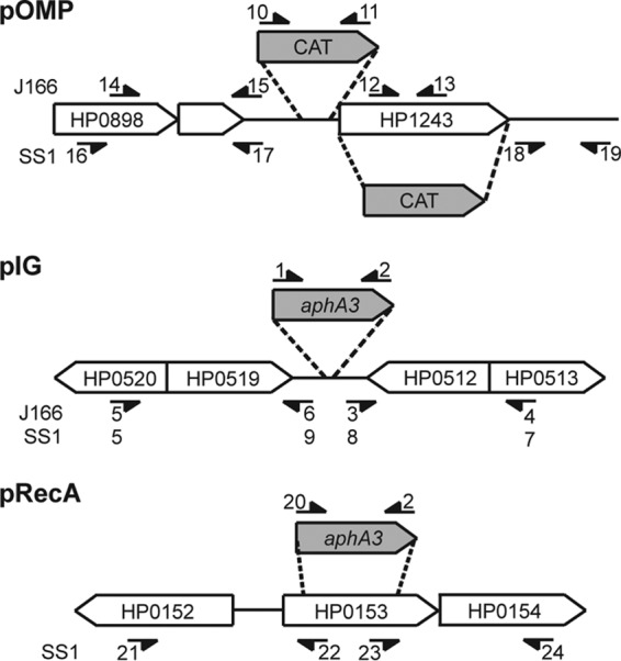 FIG 1