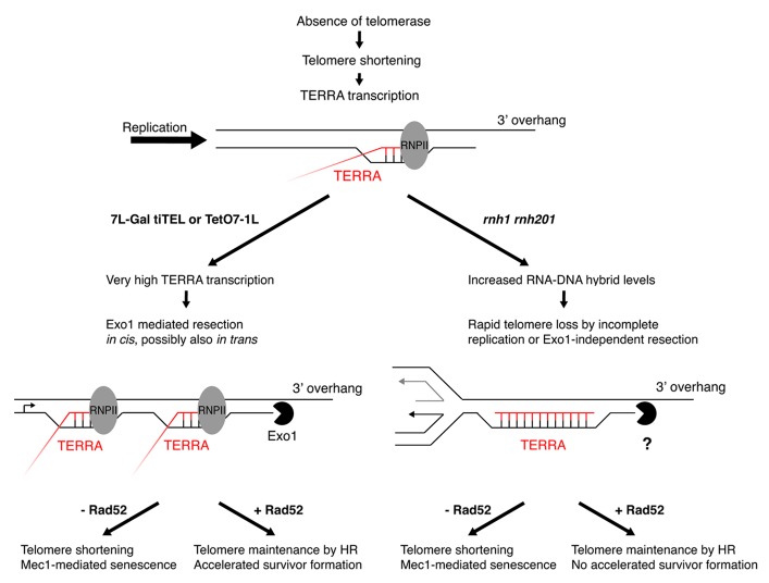 graphic file with name rna-11-95-g2.jpg