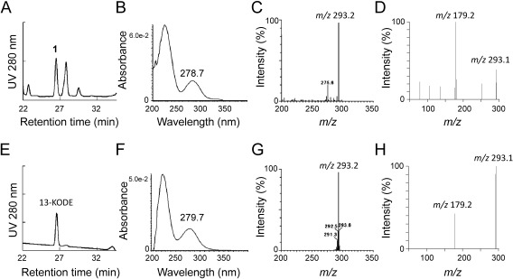 Fig. 2. Comparison of chromatograms in the HPLC analysis (A, E), UV-Vis spectra (B, F), negative ESI MS (C, G), and product ion spectra (D, H) between 1 (A–D) and 13-KODE (E–H).