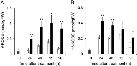 Fig. 5. Accumulation of 9-oxooctadeca-10,12-dienoic acid (9-KODE, A) and 13-oxooctadeca-9,11-dienoic acid (13-KODE, B) in leaves treated with 1 mM jasmonic acid (JA). The third leaves of 14-day-old seedlings were floated in 1 mM JA solution in 0.25% Tween20 (closed bars) and in distilled water containing 0.25% Tween20 as a control (open bars). Leaves before treatment were also extracted (gray bars). Data are presented as the means of three replicates. Error bars indicate standard deviations. Asterisks indicate statistically significant differences from the control (*p<0.05, ** p<0.01, Student’s t-test).