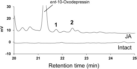 Fig. 1. Chromatograms of extracts from the leaves treated with 1 mM jasmonic acid and intact leaves. The leaves were extracted by 10 volumes of methanol. The 5 mL extracts were concentrated to 1 mL and subjected to HPLC analysis. Compounds 1 and 2, which were eluted immediately after ent-10-oxodepressin 46) , were further purified.