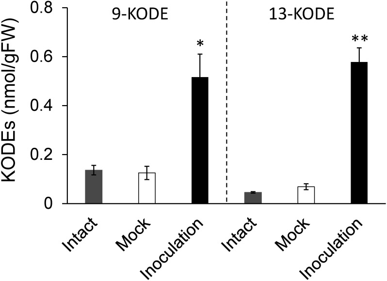 Fig. 6. Accumulation of 9-oxooctadeca-10,12-dienoic acid (9-KODE, A) and 13- oxooctadeca-9,11-dienoic acid (13-KODE, B) in leaves inoculated with Bipolaris oryzae. Droplets of a suspension of B. oryzae conidia (1×105 conidia/mL) in 0.25% Tween20 were placed on leaves (inoculation, closed bars). As a control, a solution without conidia was used (mock, open bars). Leaves without any treatment were also extracted (intact, gray bars). After a 72-h incubation, leaves were extracted with methanol. Data are presented as the means of three replicates. Error bars indicate standard deviations. Asterisks indicate statistically significant differences (*p<0.05, ** p<0.01, Tukey–Kramer test).