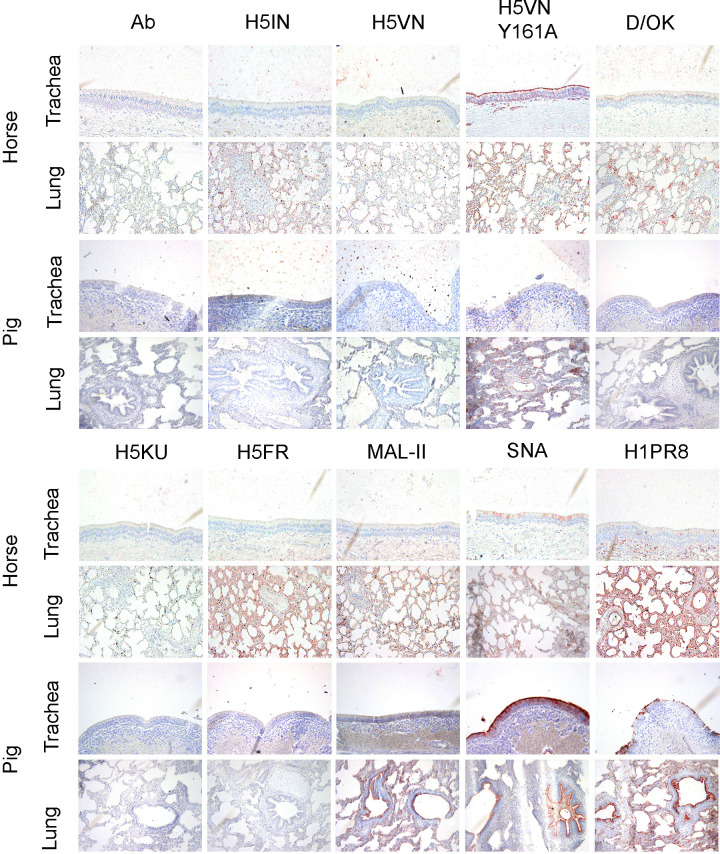 A grid of immunohistochemical micrographs of horse and pig trachea and lung tissues stained with various antibodies and lectins (Ab, H5IN, H5VN, H5VN Y161A, D/OK, H5KU, H5FR, MAL-II, SNA, and H1PR8) show different staining patterns.