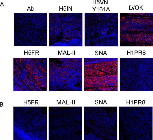 Fluorescent micrographs of cow mammary gland tissues stained with various antibodies and lectins (Ab, H5IN, H5VN, Y161A, D/OK, H5FR, MAL-II, SNA, H1PR8) show specific tissue structures and the distribution of targeted molecules.