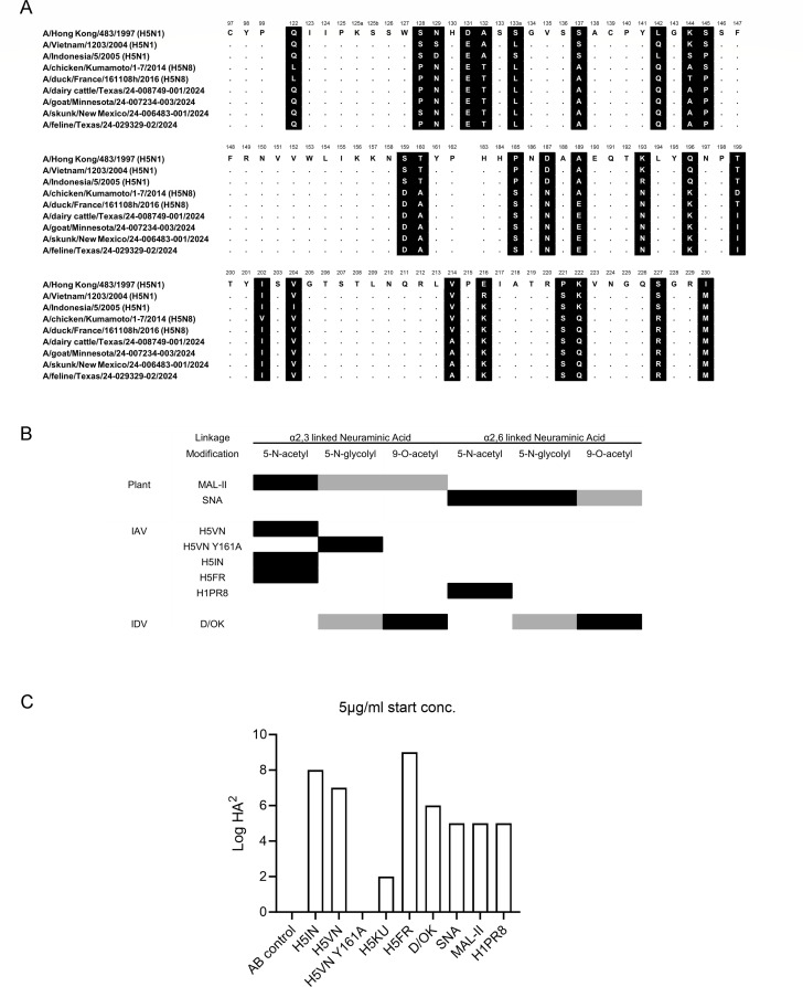 Two diagrams showing amino acid sequence alignment for various H5N1 and H5N8 influenza strains and glycan-binding profiles for different neuraminic acid species and linkages. Bar graph shows HA binding strength, as measured by hemagglutination titers