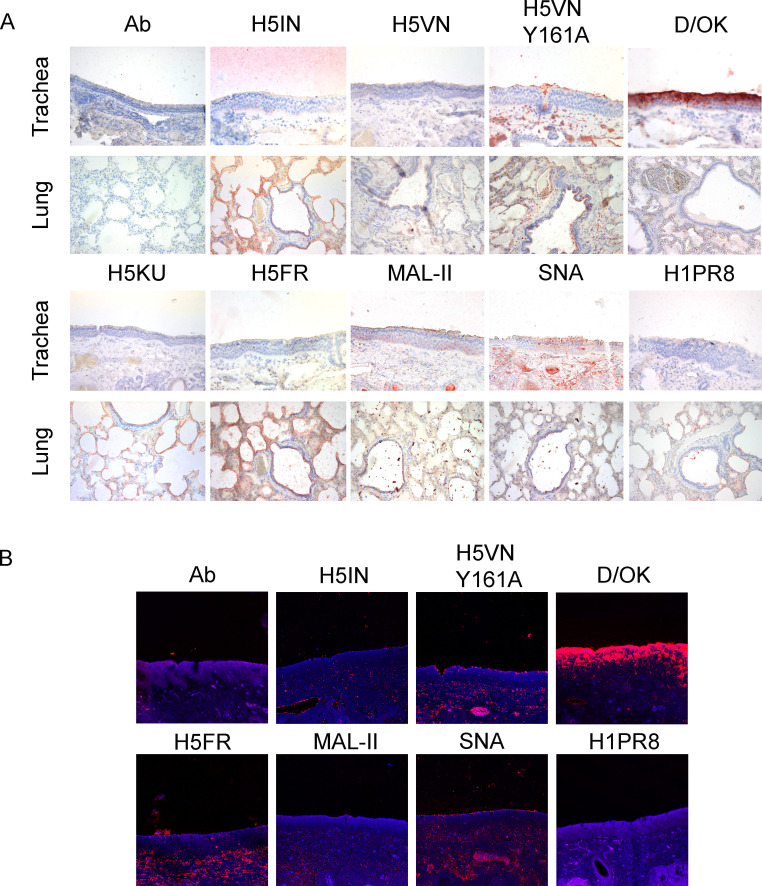 Immunohistochemical and fluorescent micrographs of trachea and lung tissues stained with various antibodies and lectins (Ab, H5IN, H5VN, H5VN Y161A, D/OK, H5KU, H5FR, MAL-II, SNA, and H1PR8) show staining patterns and distribution of molecules.