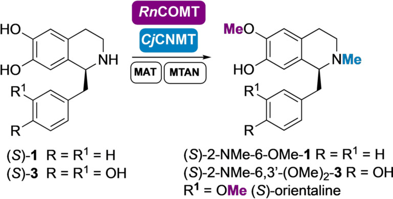 Scheme 4