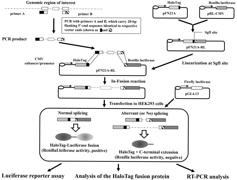 Fig. (1). Experimental overview