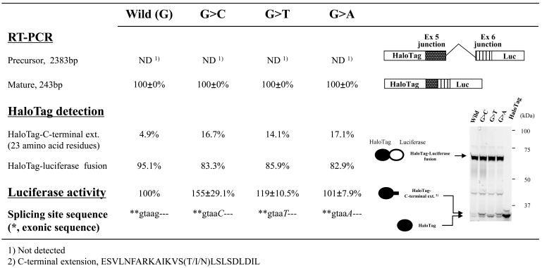 Fig. (6). Effects of splice-site mutations in CYBB exon/intron cassettes containing a single intron