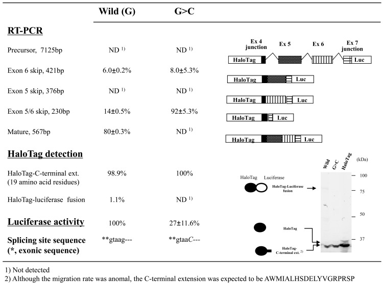 Fig. (8). Effects of splice-site mutations in CYBB exon/intron cassettes containing three introns