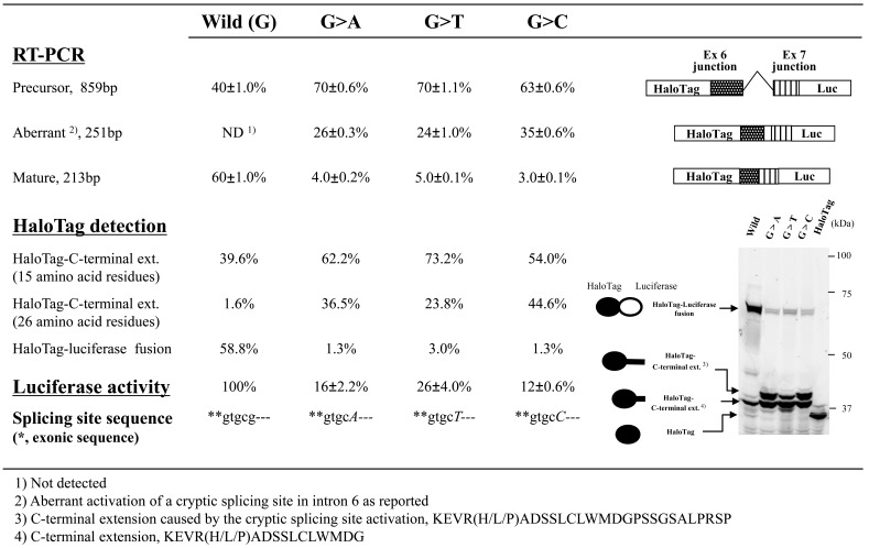 Fig. (3). Effects of mutations at splice sites in the WAS gene on splicing events