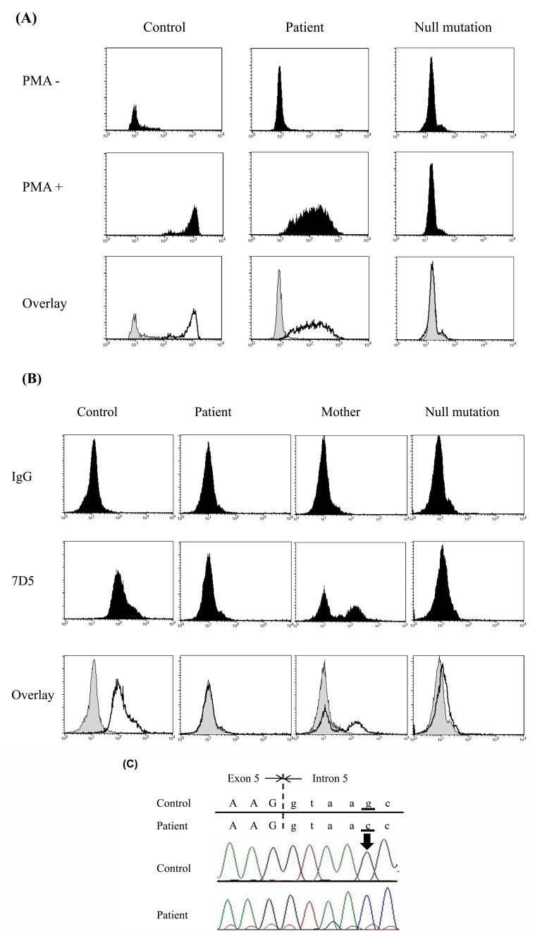 Fig. (4)Patient phenotypes and direct sequencing of the CYBB gene