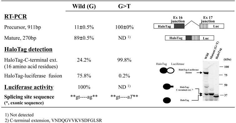 Fig. (2). Effects of mutations at splice sites in the BTK gene on splicing events