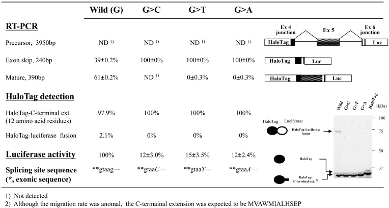 Fig. (7). Effects of splice-site mutations in CYBB exon/intron cassettes containing two introns