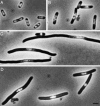 FIG. 7.