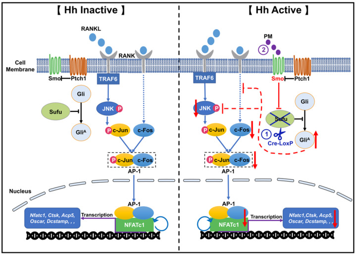 Figure 12