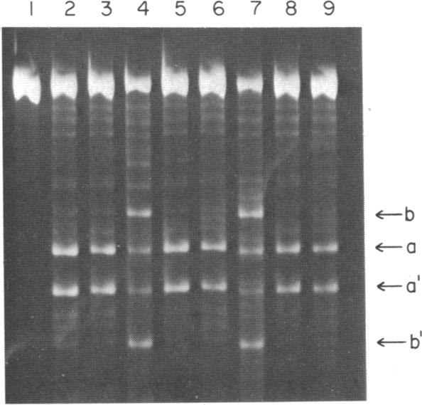 graphic file with name pnas00669-0213-a.jpg