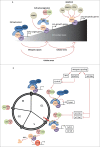 Figure 1 (See previous page).