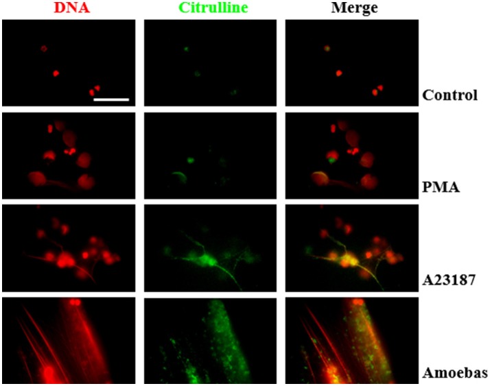 Figure 13