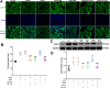 Fig. 10