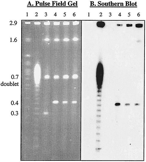 FIG. 2.