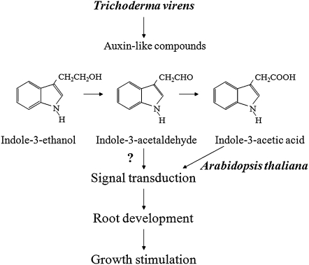 Figure 13.