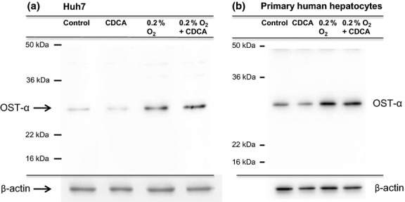 Fig 5