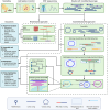 Flowchart illustrating the process of sequencing and analyzing microbiomes. It starts with sampling and adding spike-in controls, followed by ONT sequencing. Outputs include read-based and assembly-based approaches. The read-based approach enables resistome profiling and taxonomic classification, while the assembly-based approach involves binning, classification, and AMR detection. Methylation analysis and strain haplotyping provide insights into plasmid-host links and phylogenetic analysis. The diagram uses symbols for modified bases, contigs, ARGs, and resistance mutations to represent data flow and relationships.