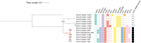 Phylogenetic tree and heatmap displaying genetic relationships among isolates from different farms, labeled as Farm A to D, using ILMN and ONT sequencing methods. The tree indicates evolutionary distances, with numbers signifying branch support. The heatmap columns represent various genes, with colored blocks indicating gene presence or absence, and black blocks denoting IncHI2: MOBP plasmid presence. Tree scale is 0.1.