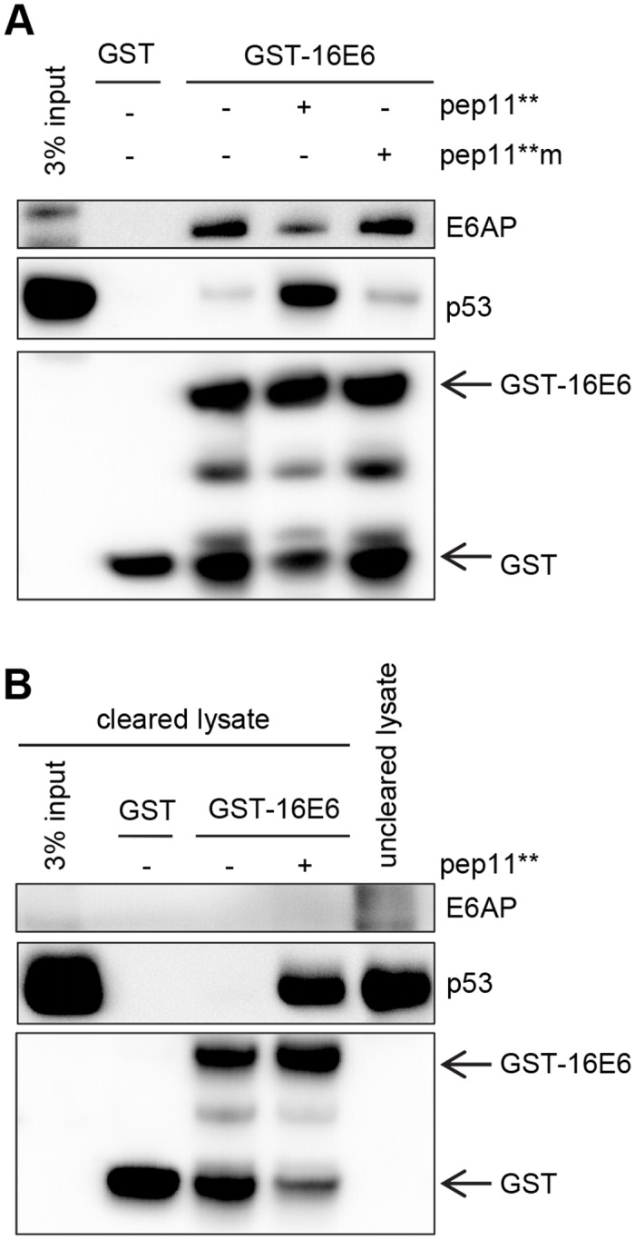 Fig 6