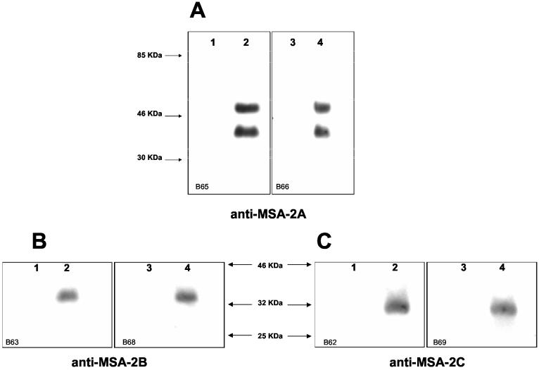 FIG. 4.