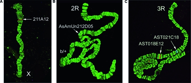 Figure 2.